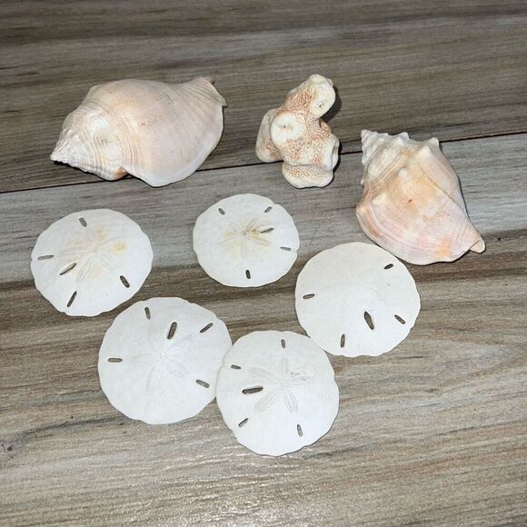 8 Shells Fossil Beach Ocean Sea Reef Fish Tank tank Aquarium decoration Tulip - Picture 1 of 9